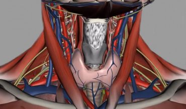 Щитовидная железа: анатомия