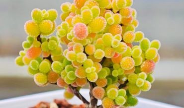Дрозантемум шаровидный (Drosanthemum globosum)