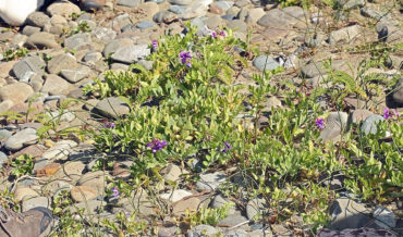 Чина японская (Lathyrus japonicus)