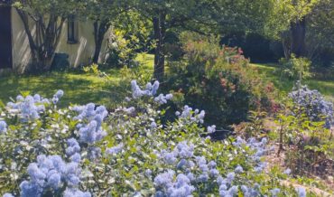 Цеанотус распростёртый (Ceanothus prostratus)