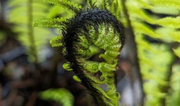 Щитовник Кураты (Dryopteris kuratae)