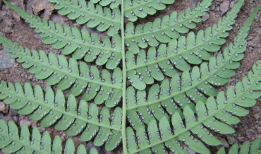 Щитовник краевой (Dryopteris marginalis)